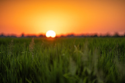 Sunset over rice field