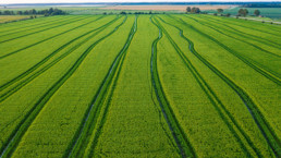 Arkansas rice fields