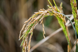 Rice crop